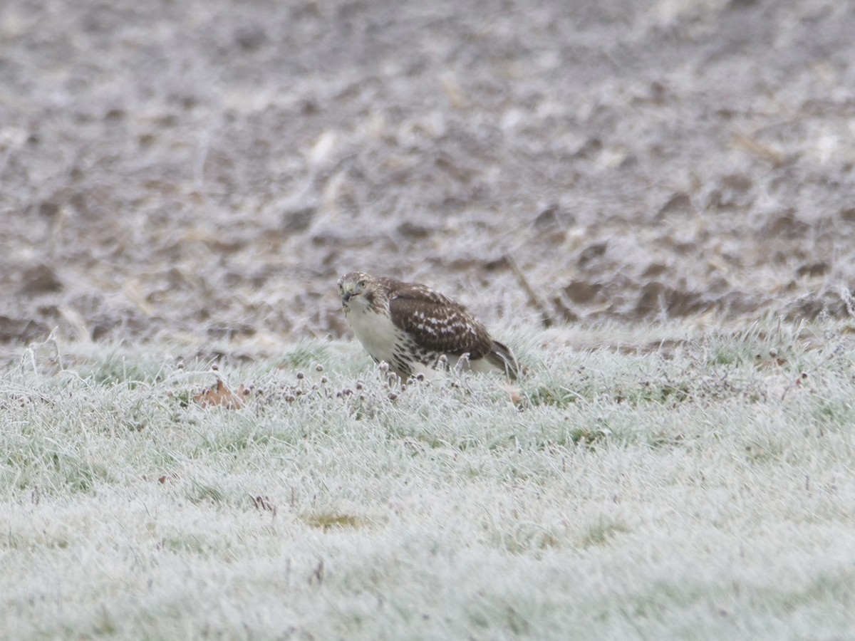 rødstjertvåk (borealis) - ML646048180