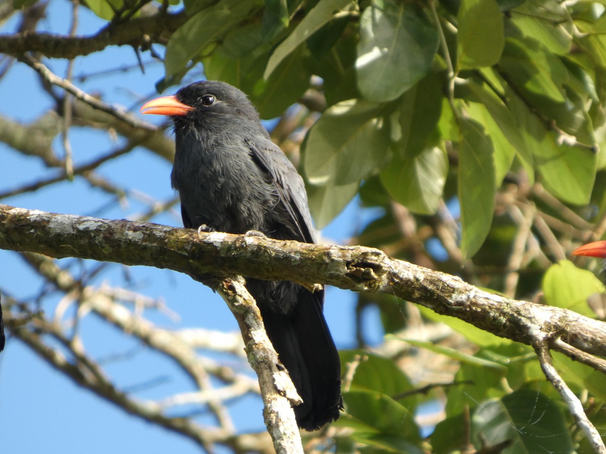 sotklarisse - ML646048181