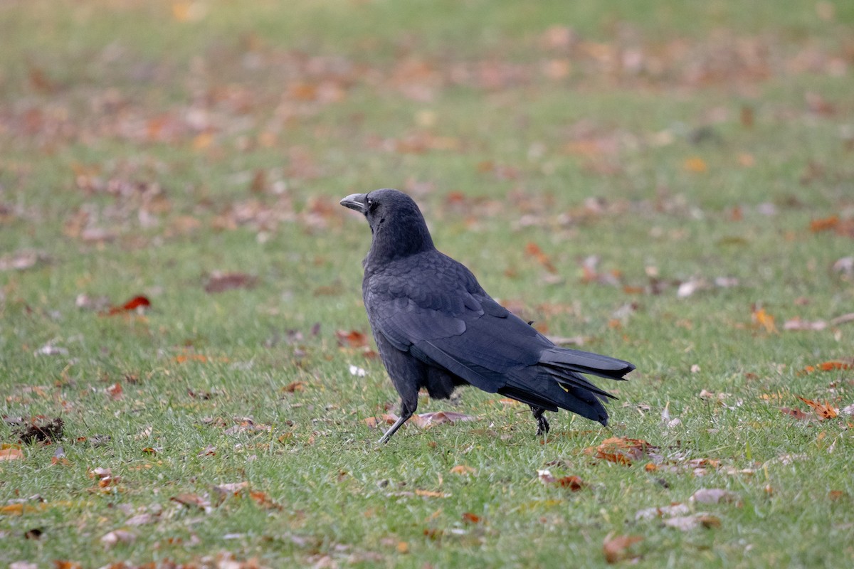 amerikakråke - ML646048188