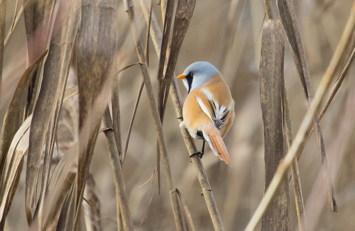 Bearded Reedling - ML646048193