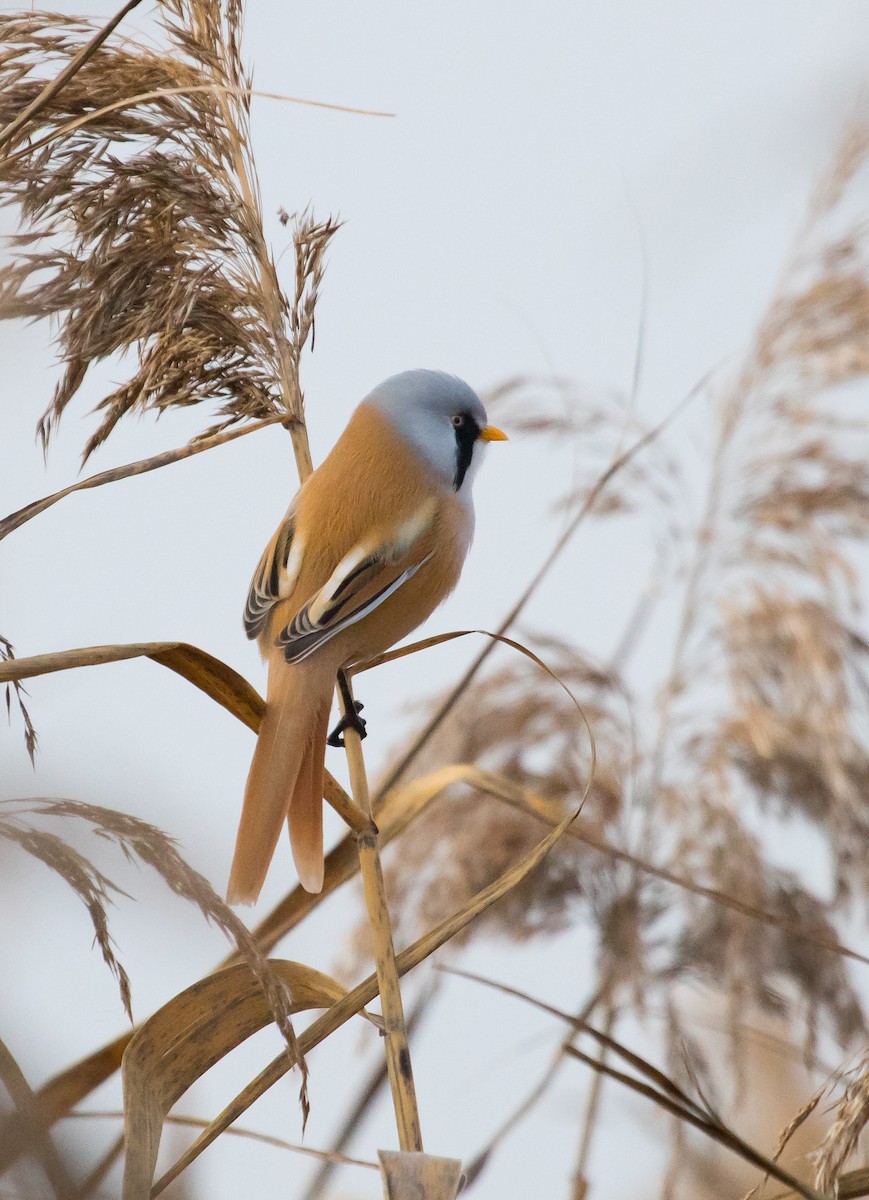 Bearded Reedling - ML646048194