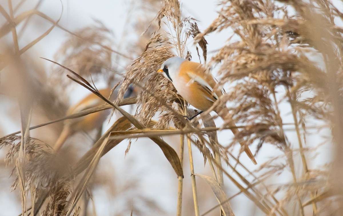 Bearded Reedling - ML646048195