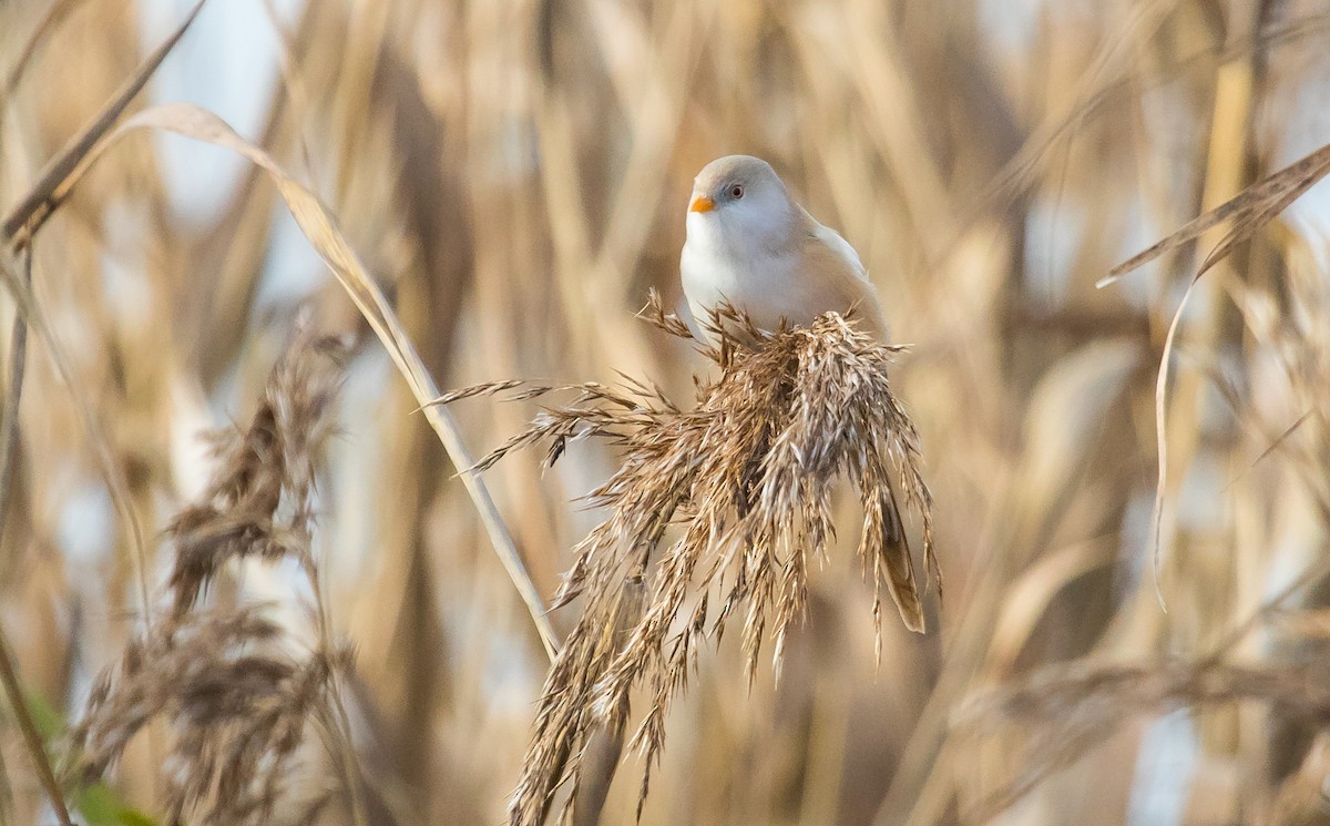 Bearded Reedling - ML646048196