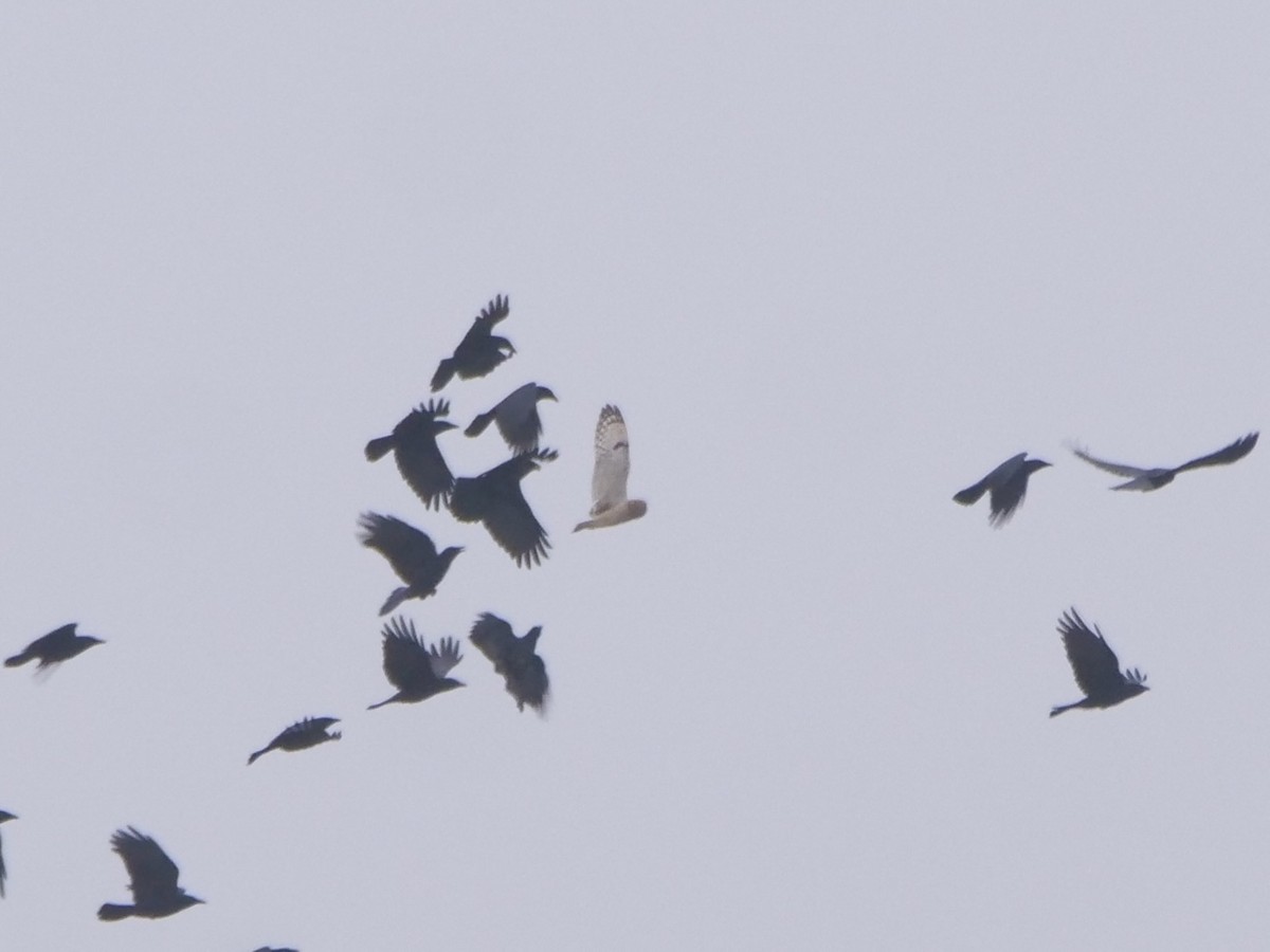 Short-eared Owl (Northern) - ML646048199