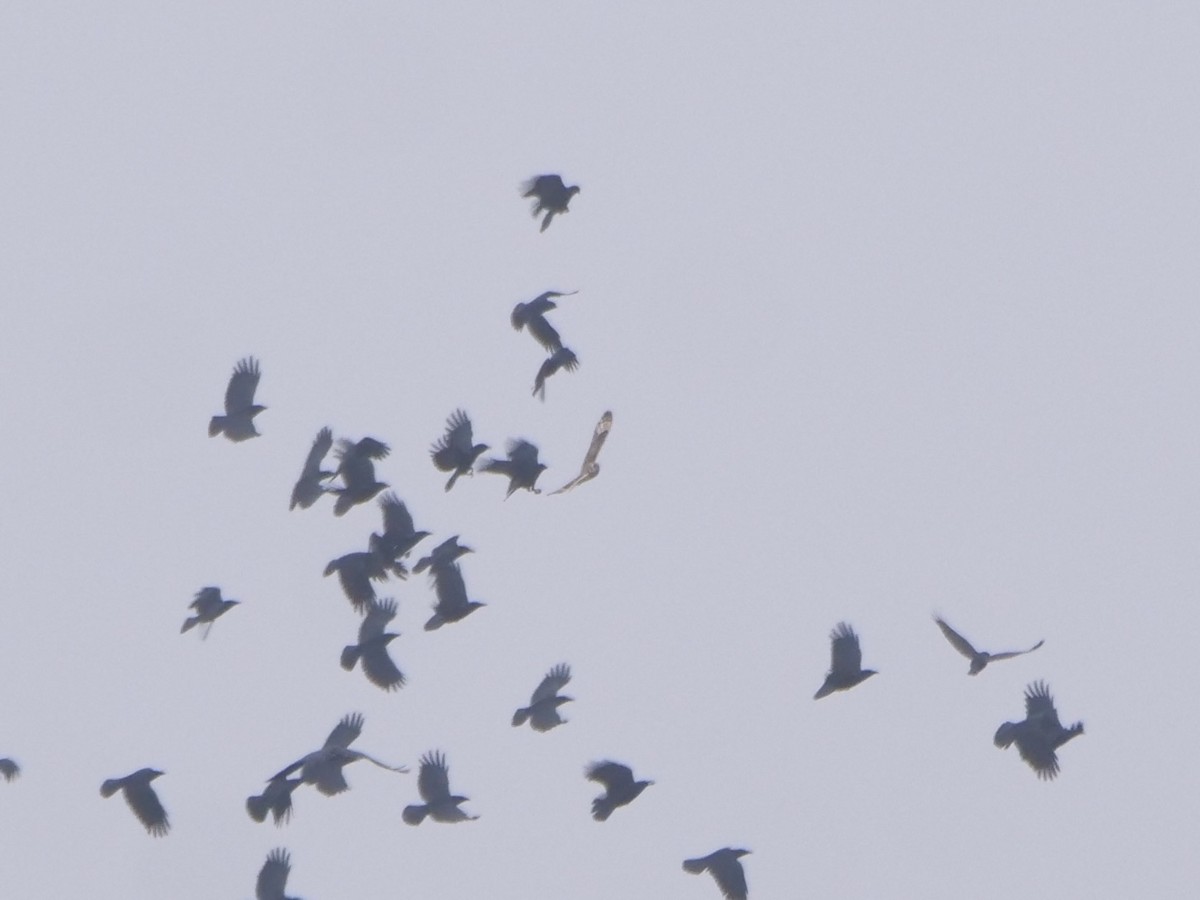 Short-eared Owl (Northern) - ML646048200