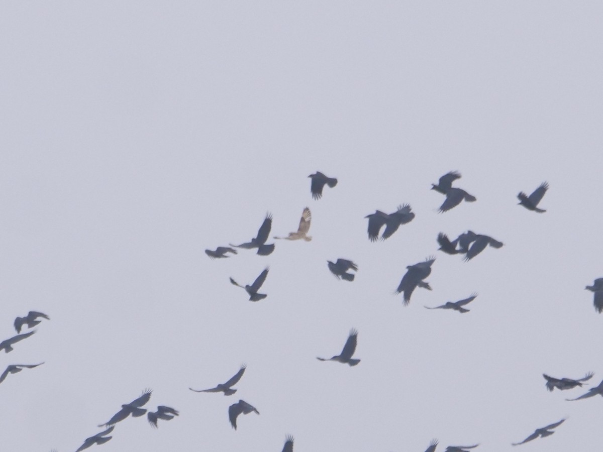 Short-eared Owl (Northern) - ML646048201