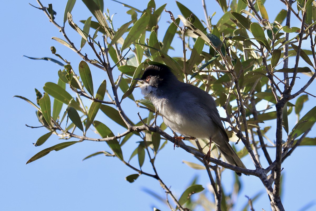 Txinbo burubeltza - ML646048203