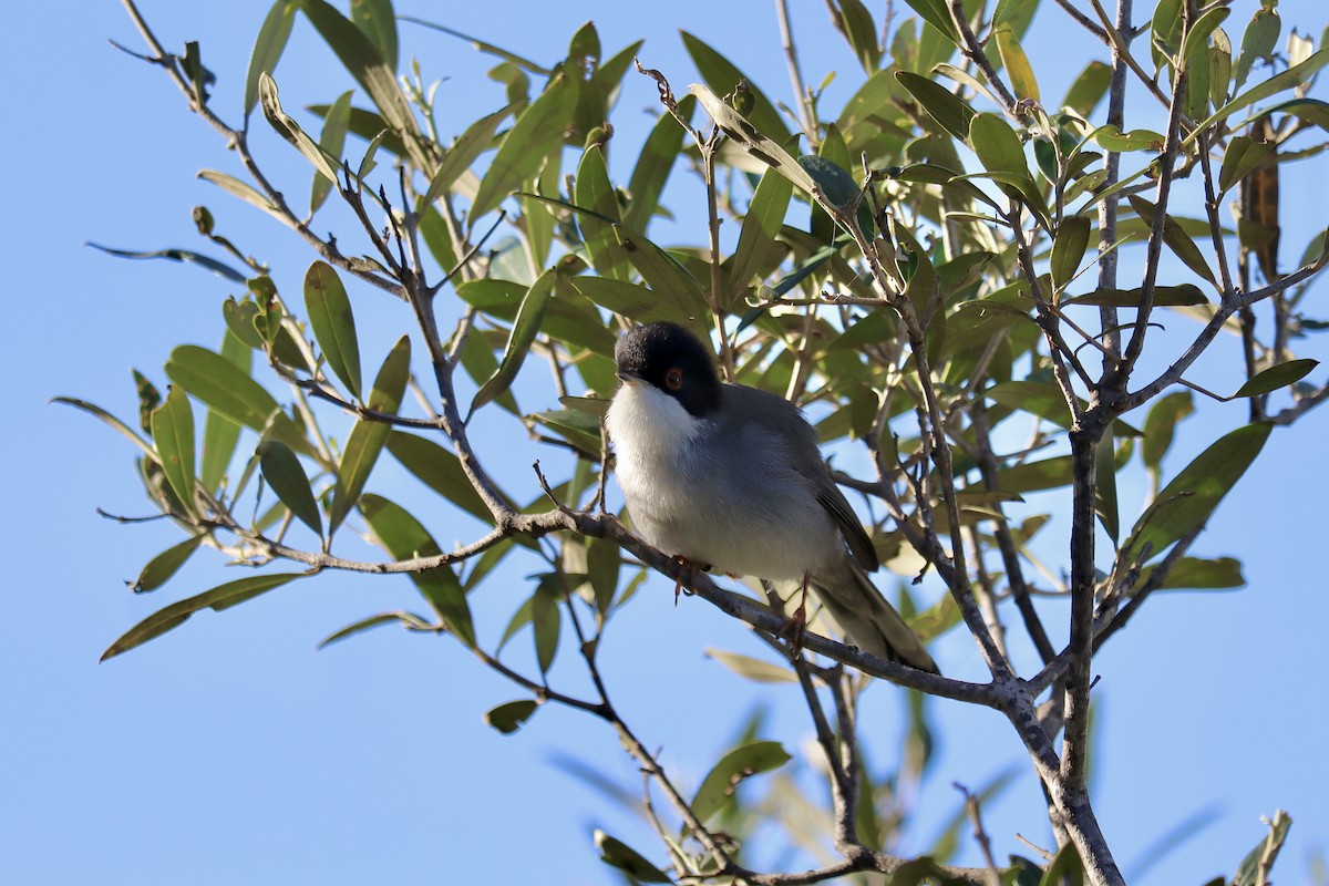 Txinbo burubeltza - ML646048204