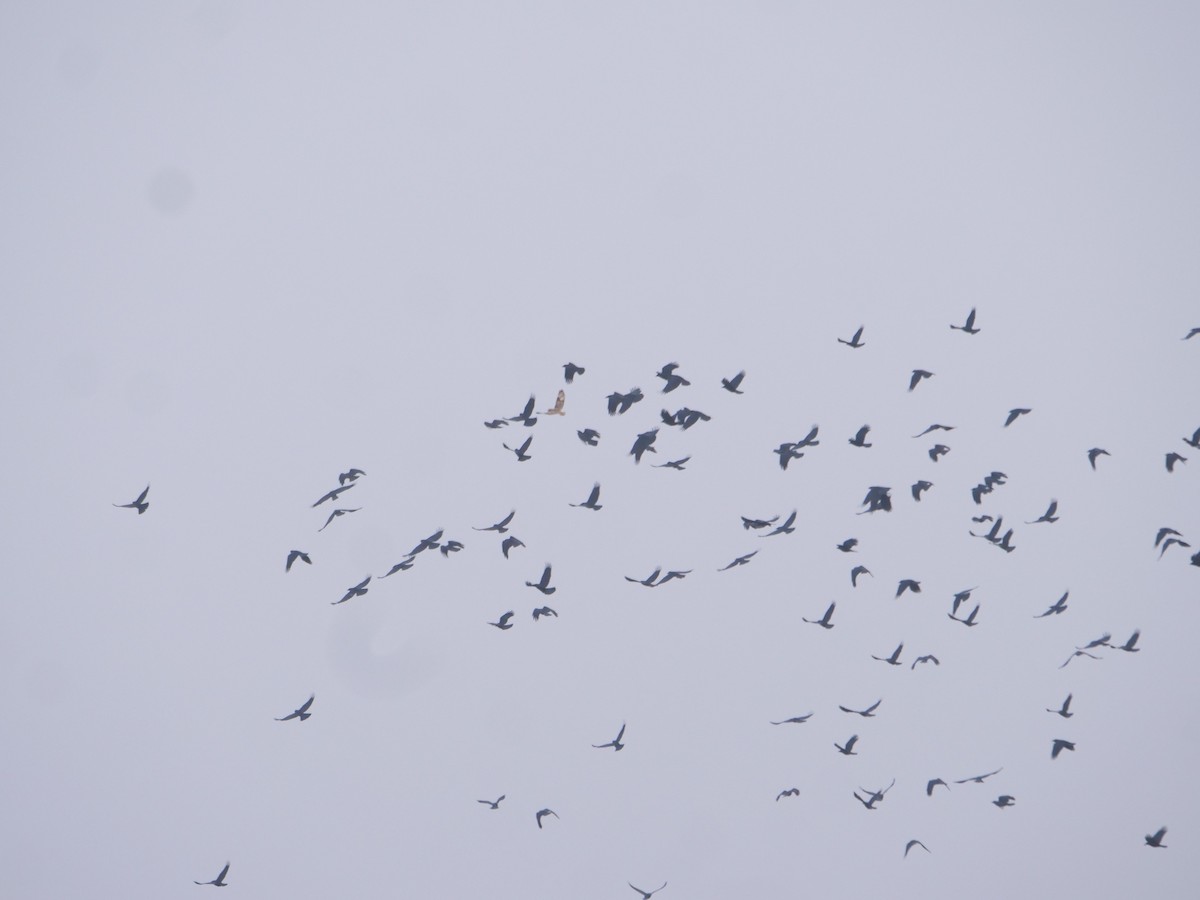 Short-eared Owl (Northern) - ML646048206