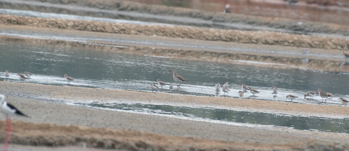 Little Stint - ML646048207