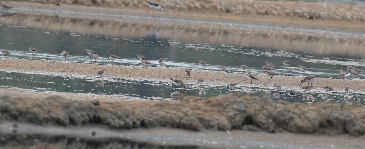 Little Stint - ML646048208