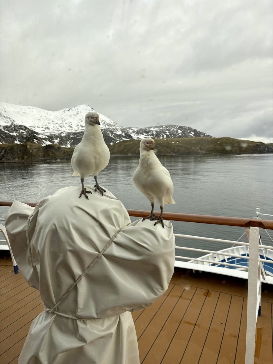 Snowy Sheathbill - ML646048212