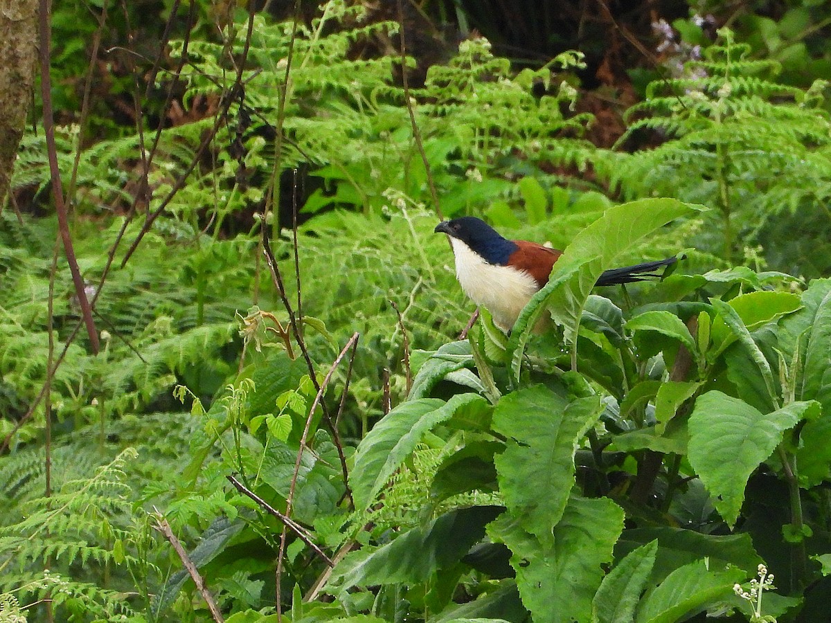Blue-headed Coucal - ML646048214