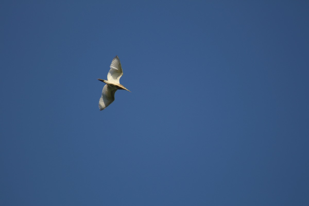 Indian Pond-Heron - ML646048241