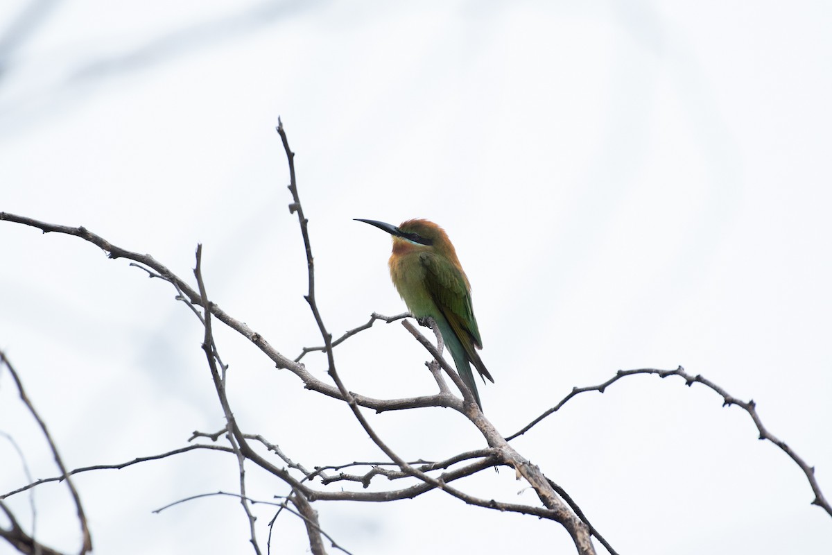 Blue-tailed Bee-eater - ML646048247
