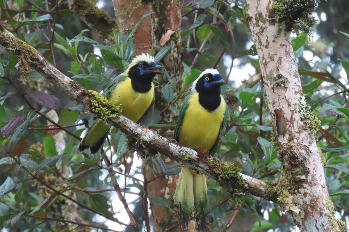 sojka zelenavá - ML646048248