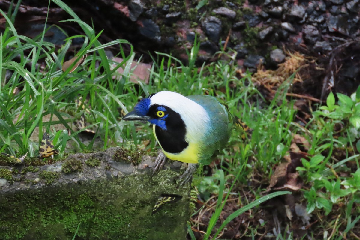 sojka zelenavá - ML646048249