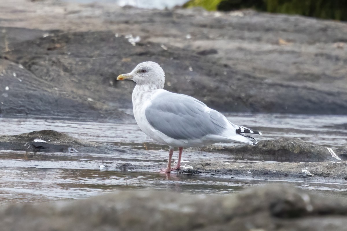 Iceland Gull (Thayer's) - ML646048253