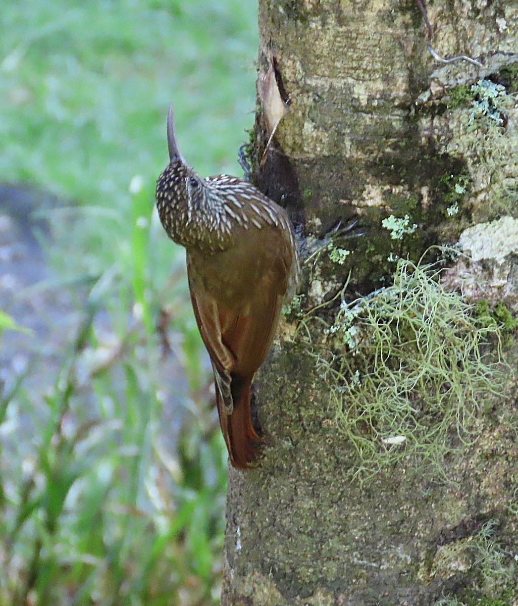 tåretreløper - ML646048257