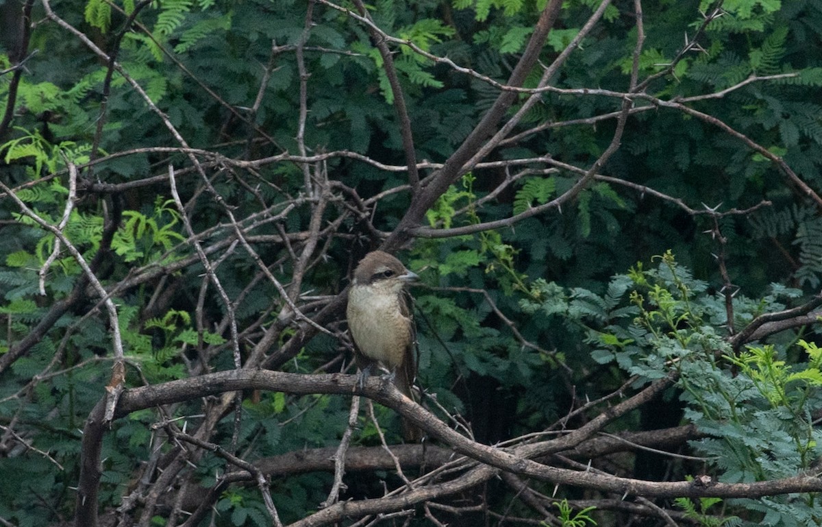 Brown Shrike - ML646048258