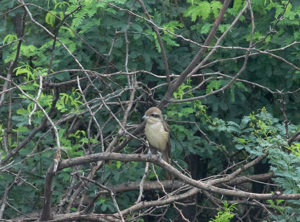 Brown Shrike - ML646048259