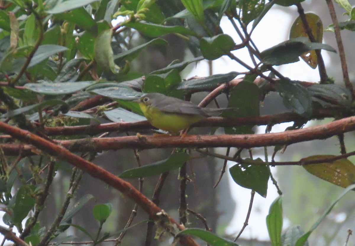Canada Warbler - ML646048274