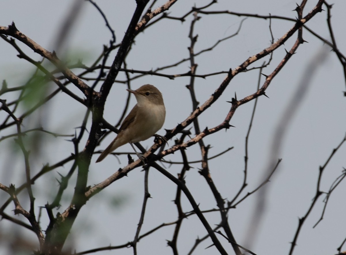 Blyth's Reed Warbler - ML646048287