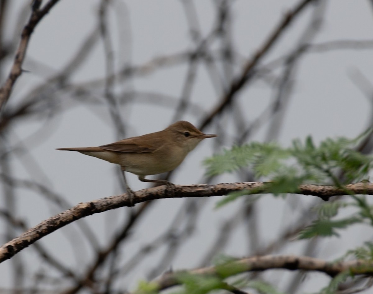 Blyth's Reed Warbler - ML646048288