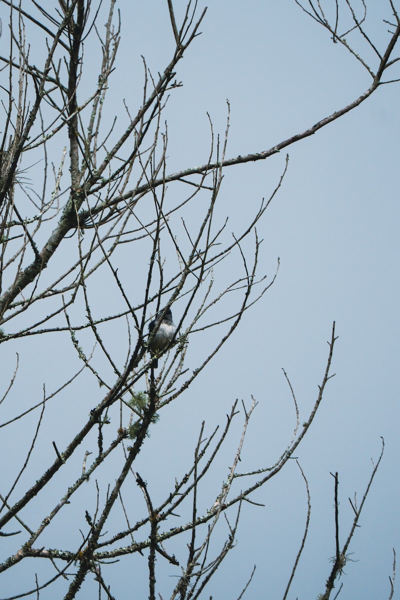 Plain-colored Tanager - ML646048293