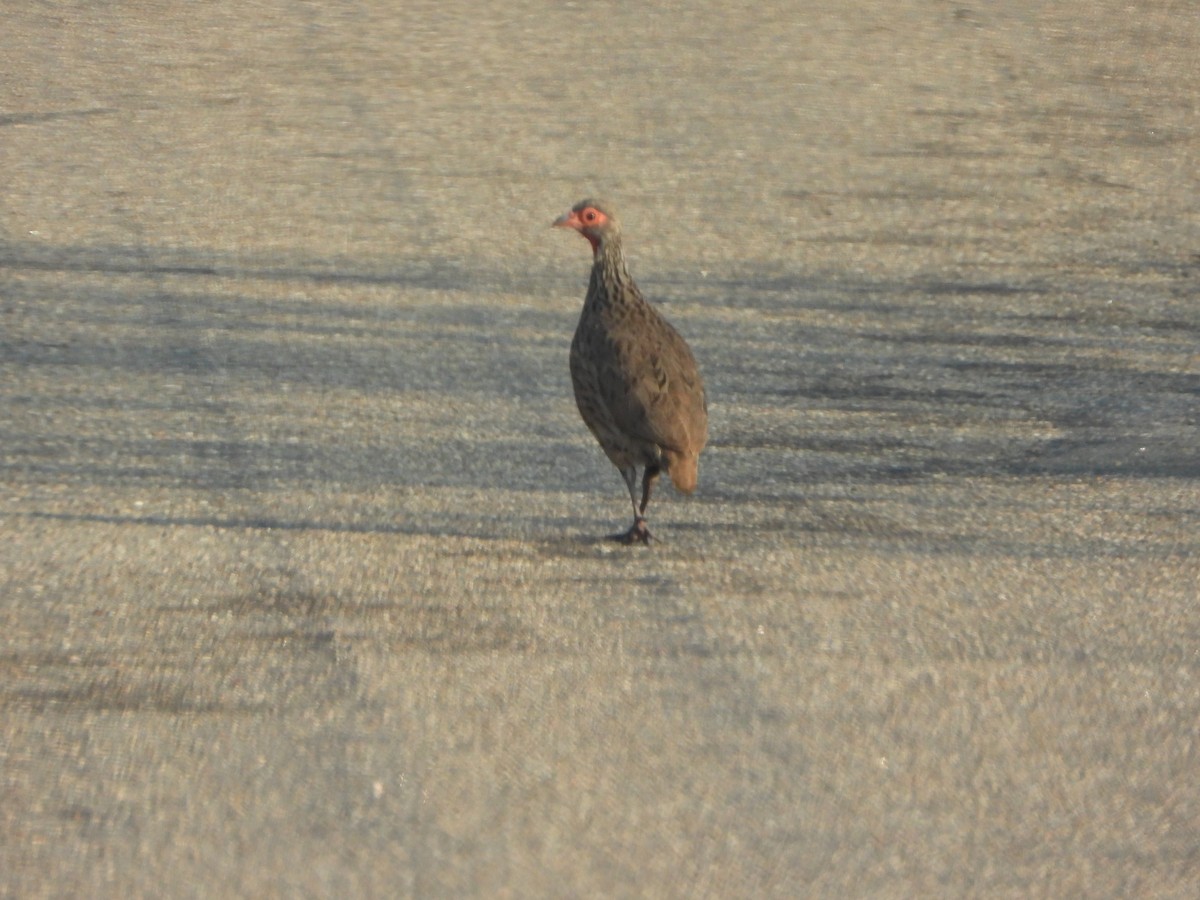 Swainson's Spurfowl - ML646048295