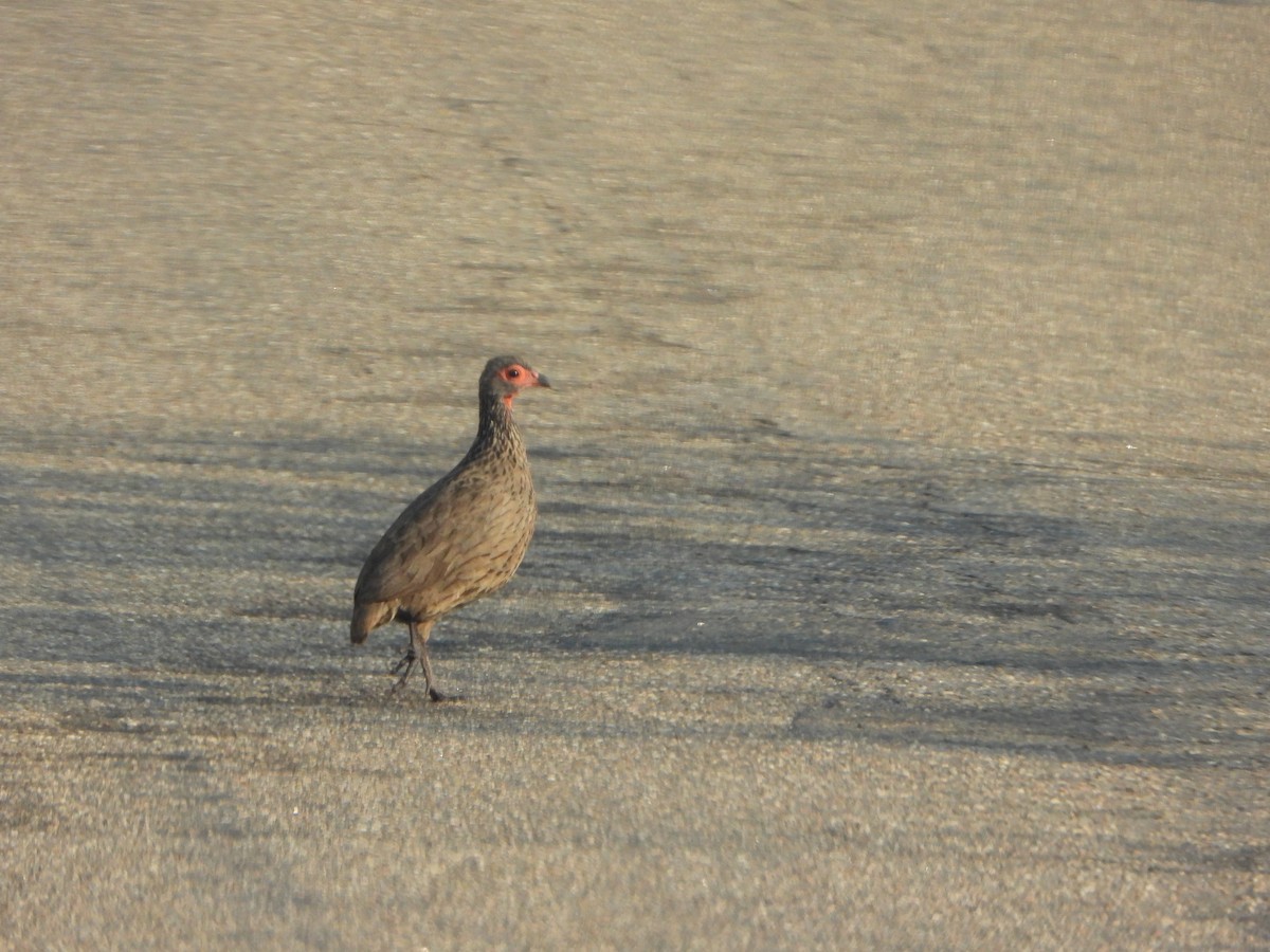 Swainson's Spurfowl - ML646048296