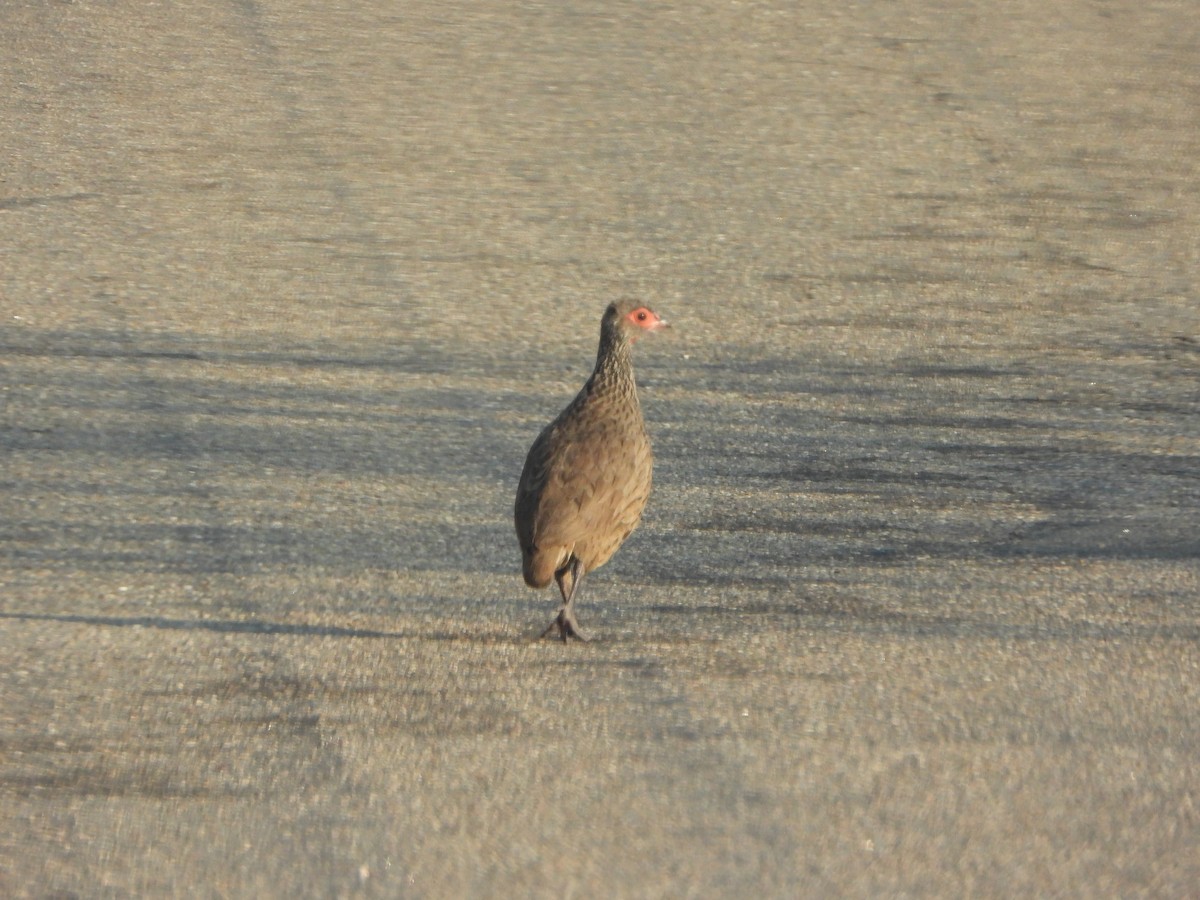 Swainson's Spurfowl - ML646048297