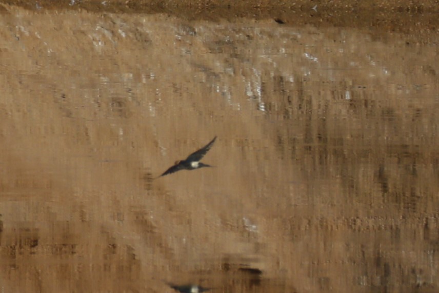 European Red-rumped Swallow - ML646048299