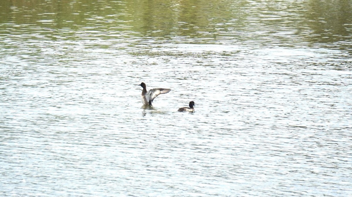 polák chocholačka - ML646048311