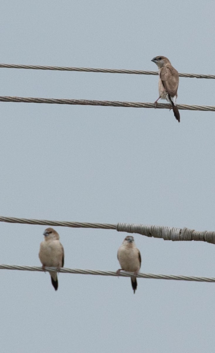 Indian Silverbill - ML646048322