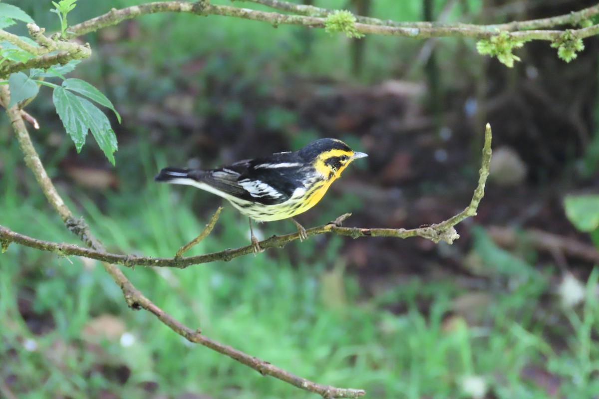 Reinita Gorjinaranja - ML646048324