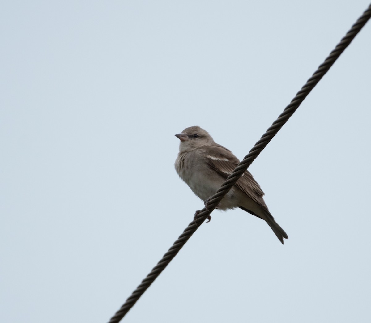 Yellow-throated Sparrow - ML646048331