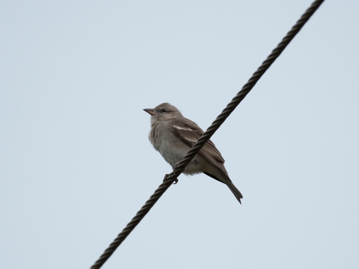 Yellow-throated Sparrow - ML646048332