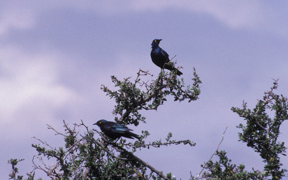 Greater Blue-eared Starling - ML646048335