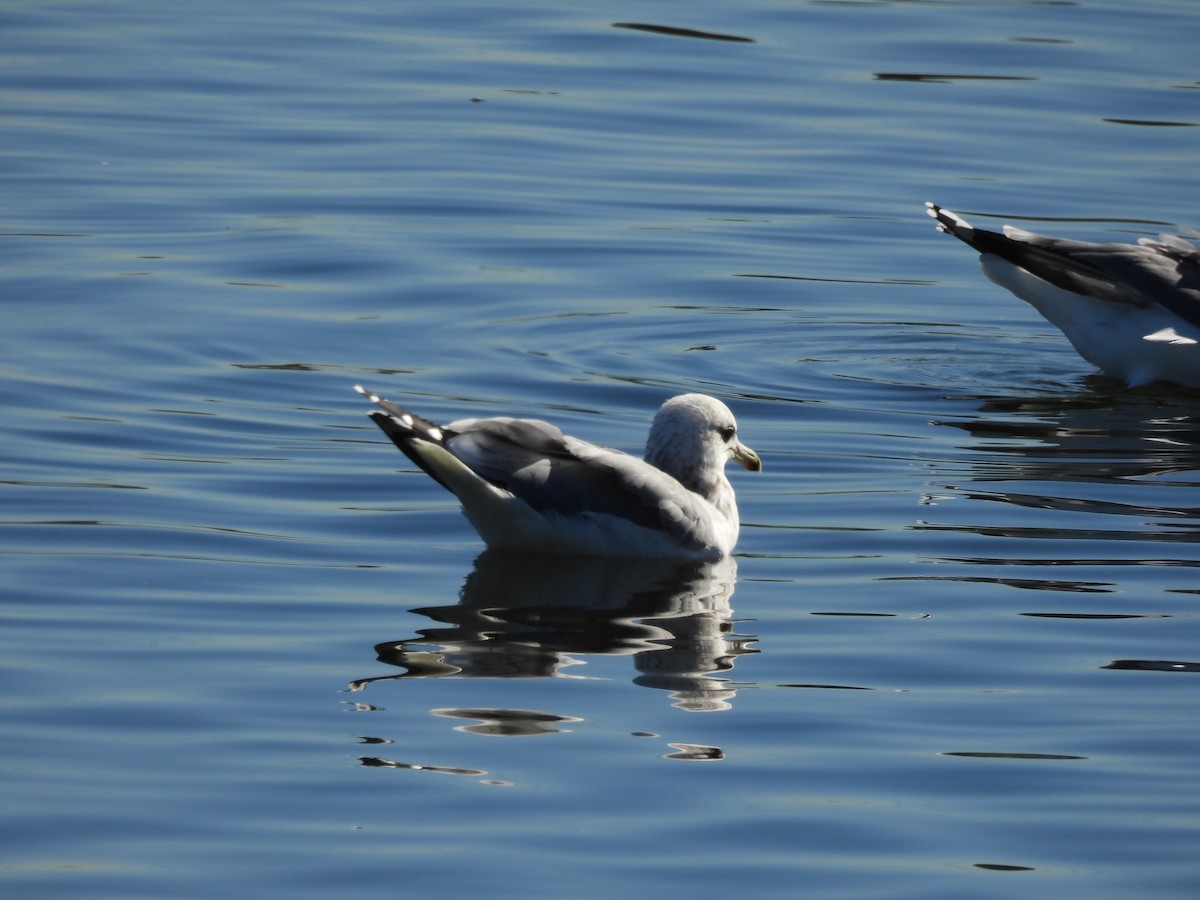 California Gull - ML646048359