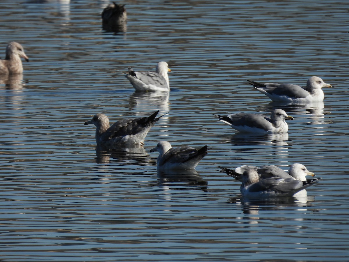 California Gull - ML646048361