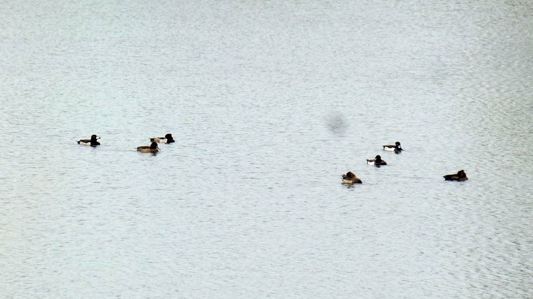 polák chocholačka - ML646048364