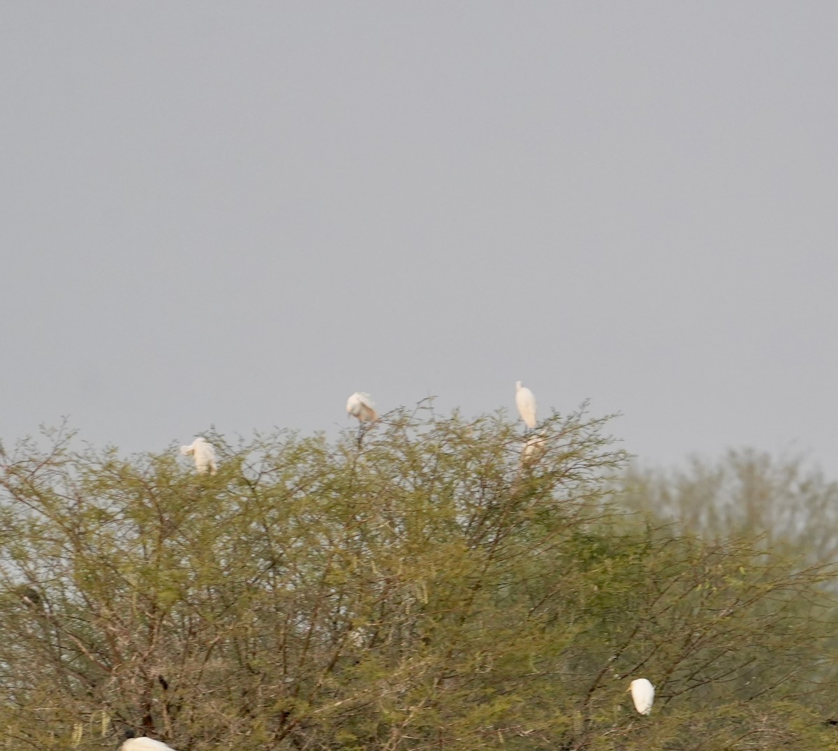 Little Egret - ML646048381