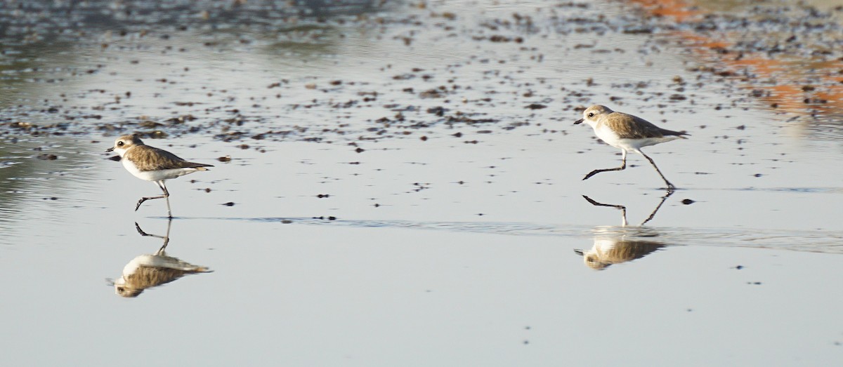 Tibet Cılıbıtı - ML646048382