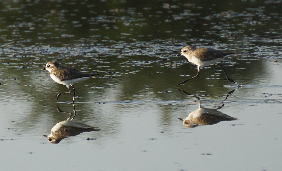 Tibet Cılıbıtı - ML646048383
