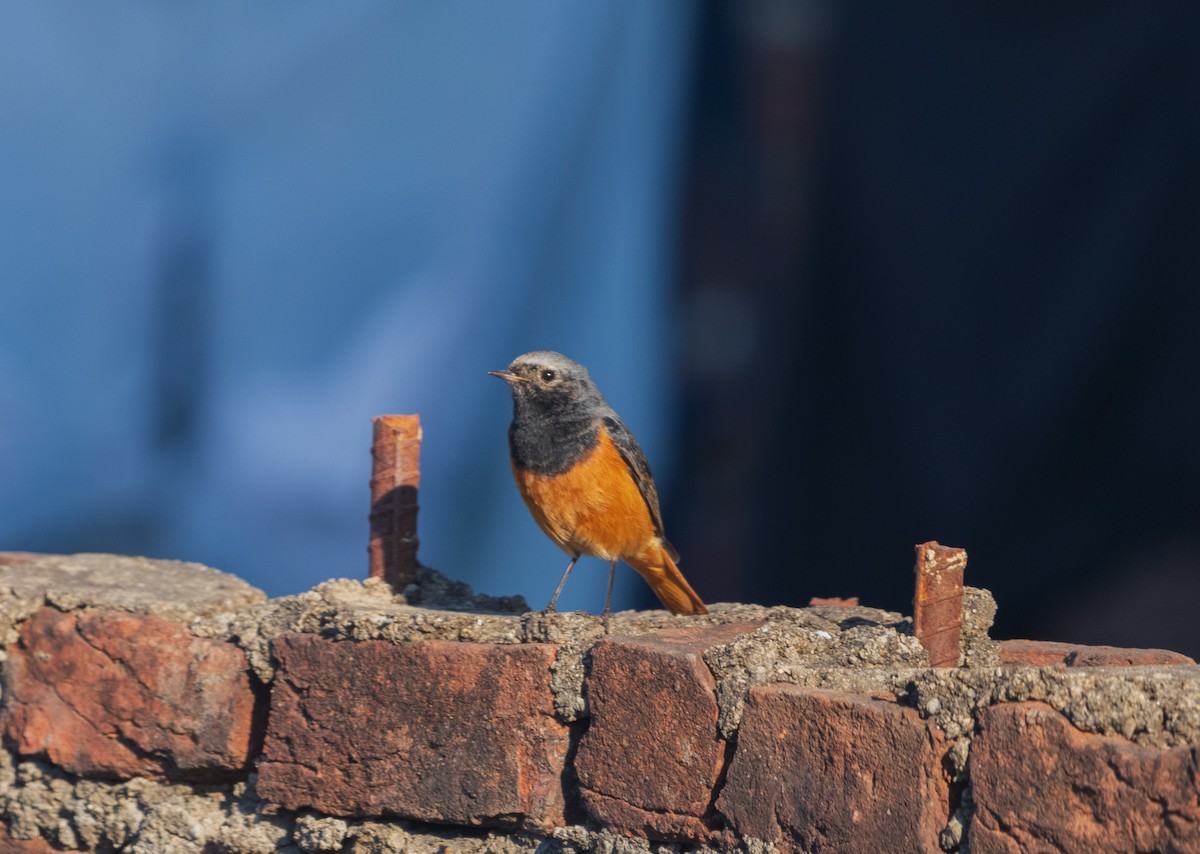Black Redstart - ML646048405