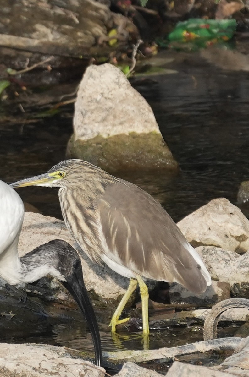 Indian Pond-Heron - ML646048407