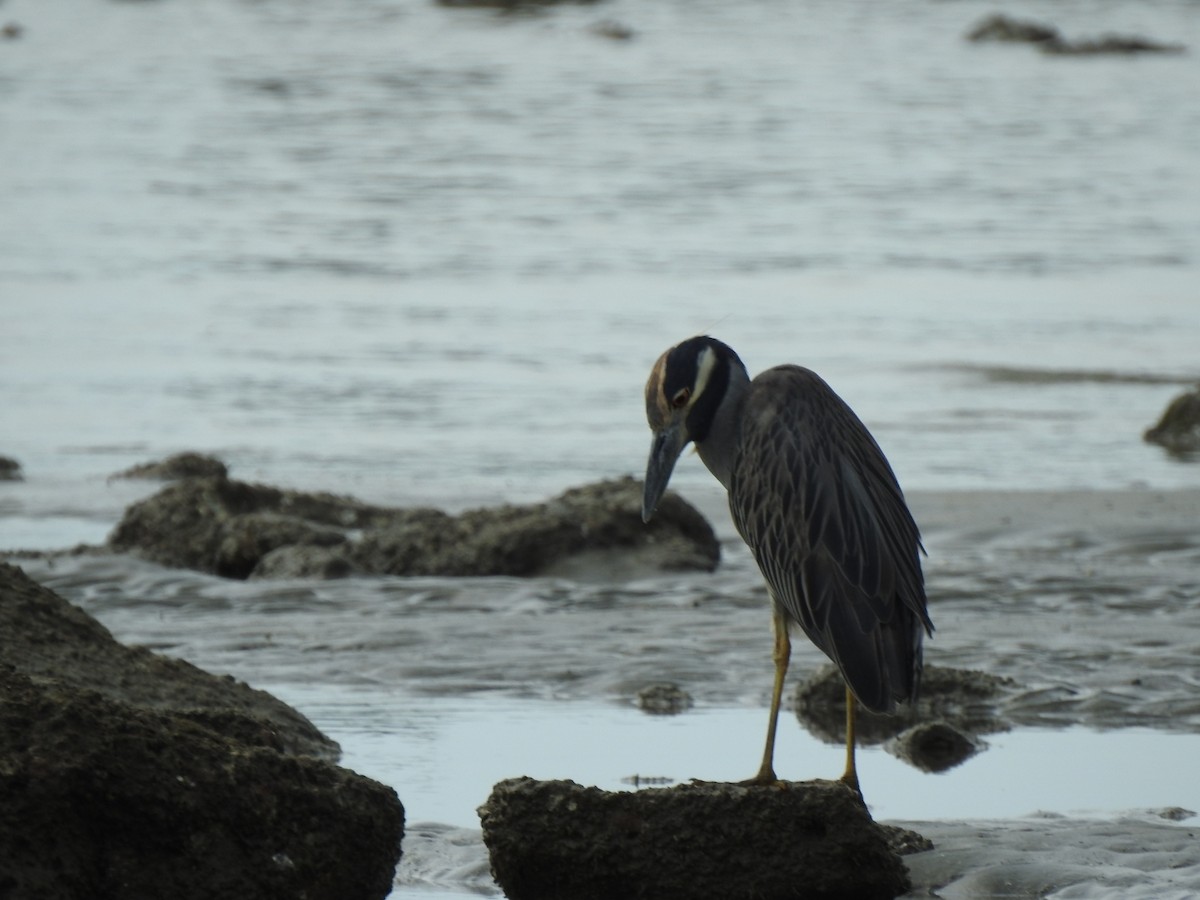 kvakoš žlutočelý - ML646048416