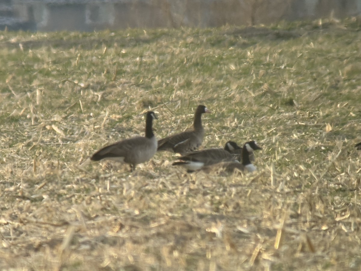 Greater White-fronted Goose - ML646048418