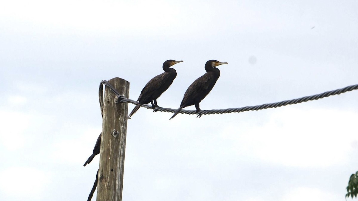 kormorán velký - ML646048419